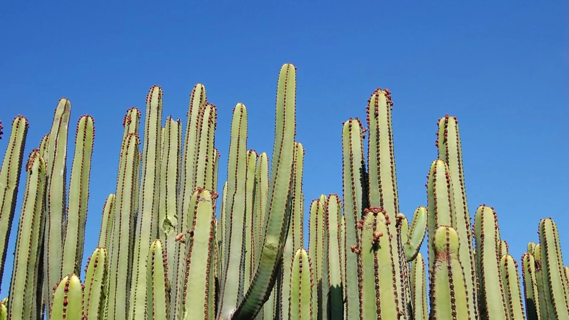 Villa Los Lagos 31 By Villagrancanaria Maspalomas  Spain